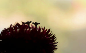 Teeny Flower Studs