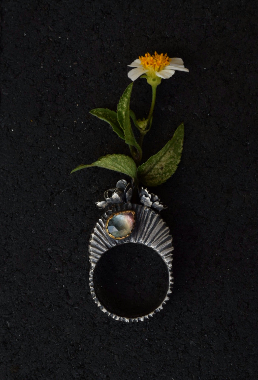 Bloom