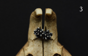 Succulent Studs